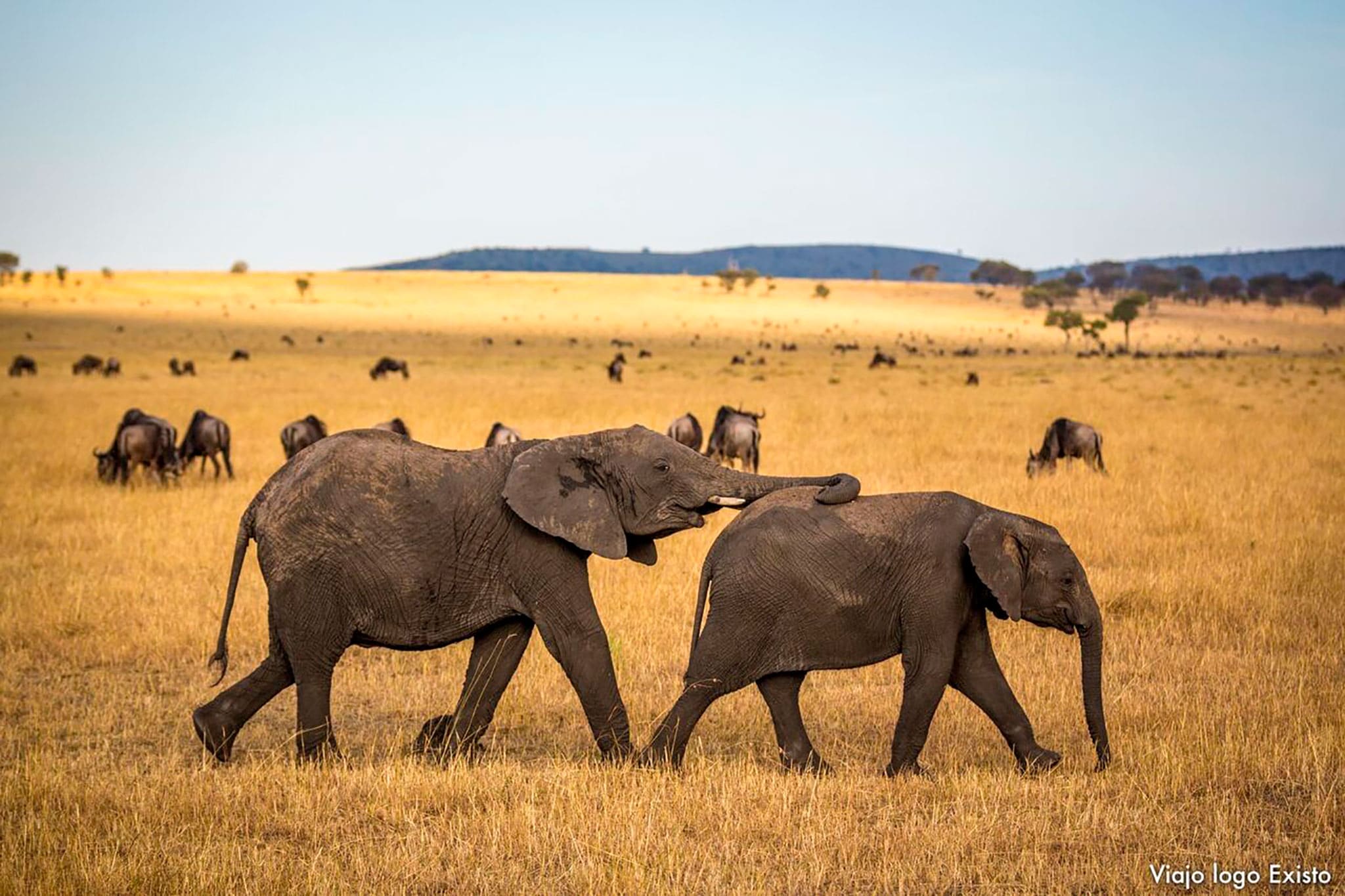 elefantes-safari-tanzania