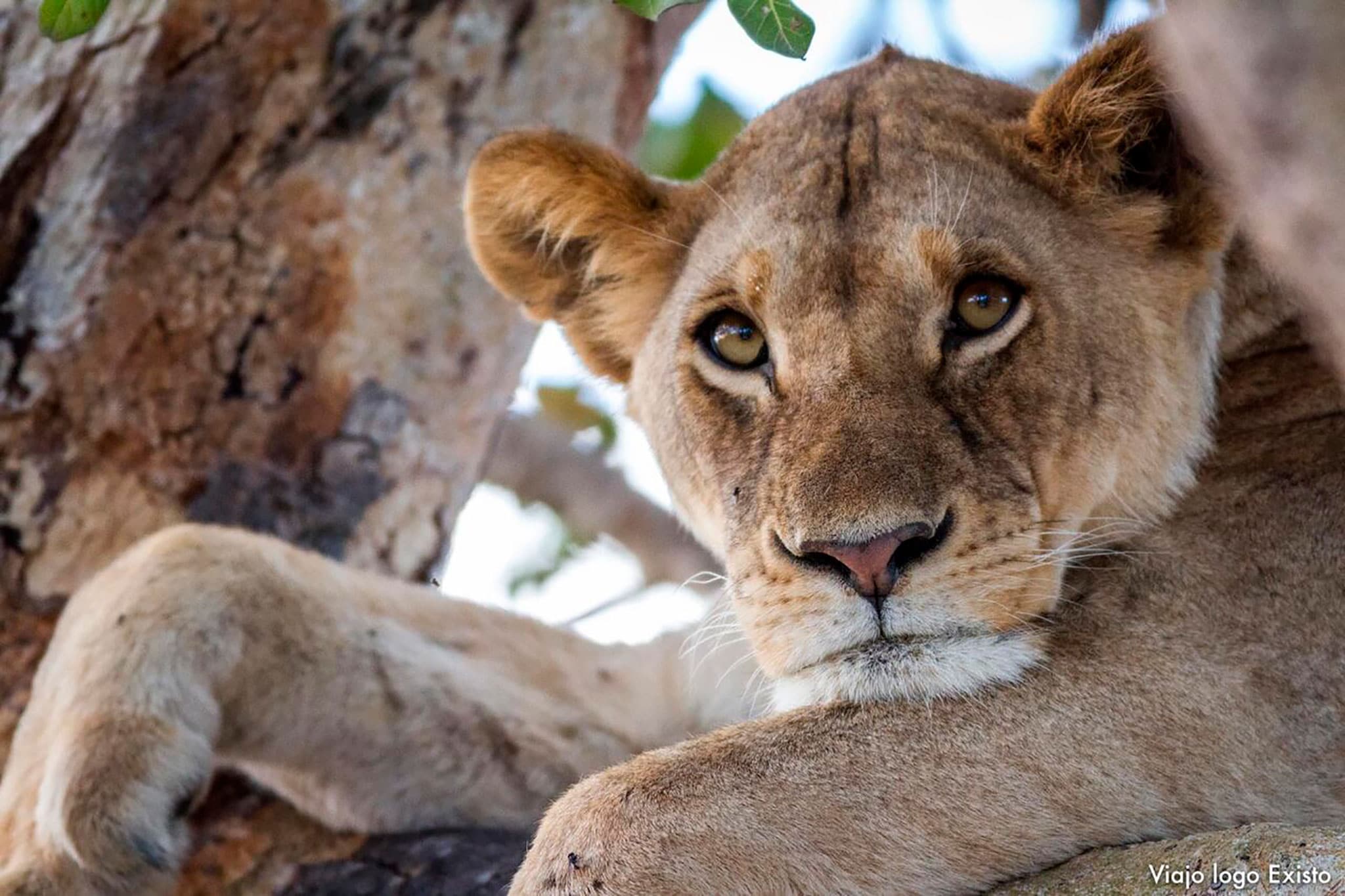 leao-safari-tanzania