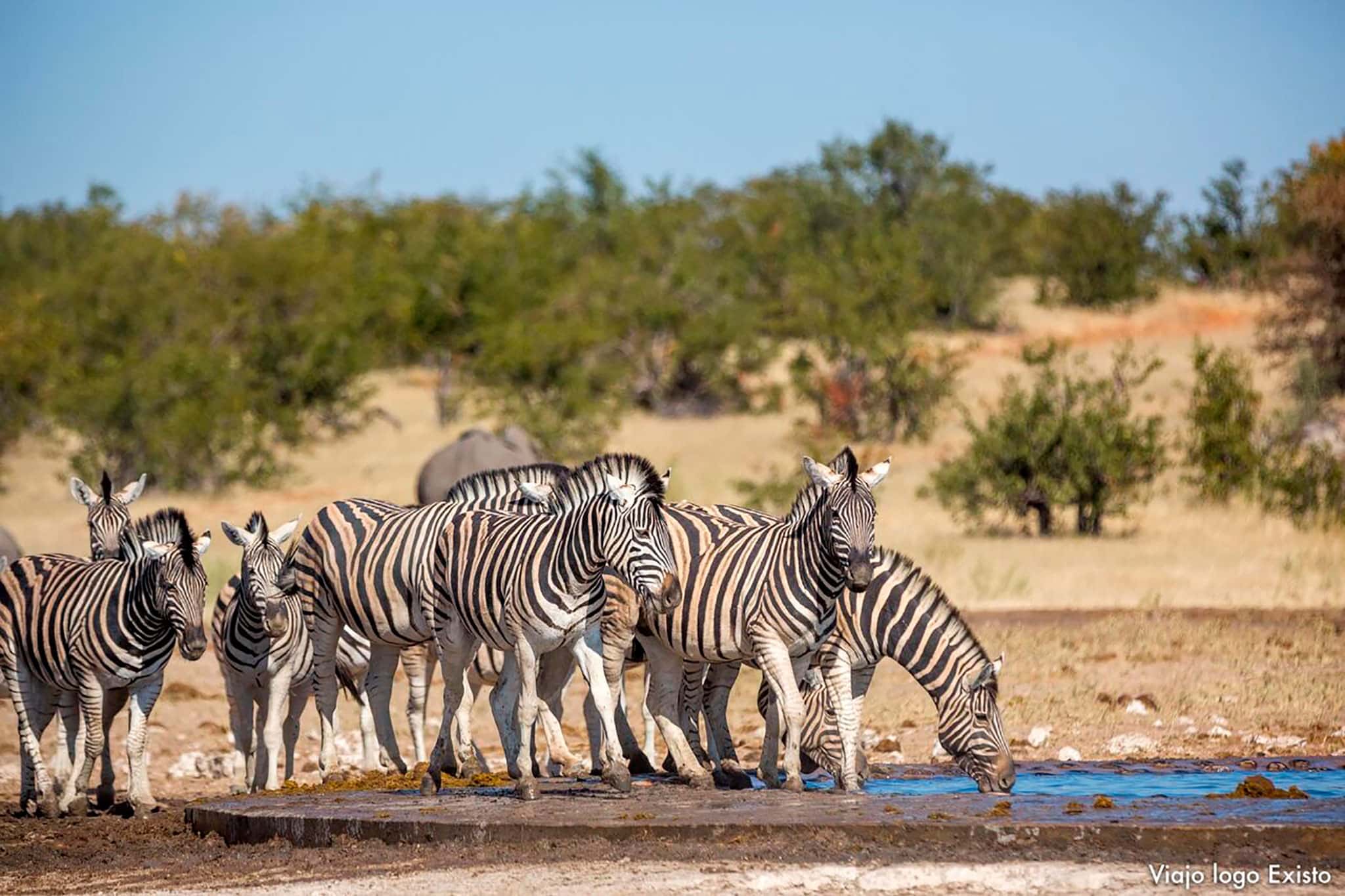zebras-namibia