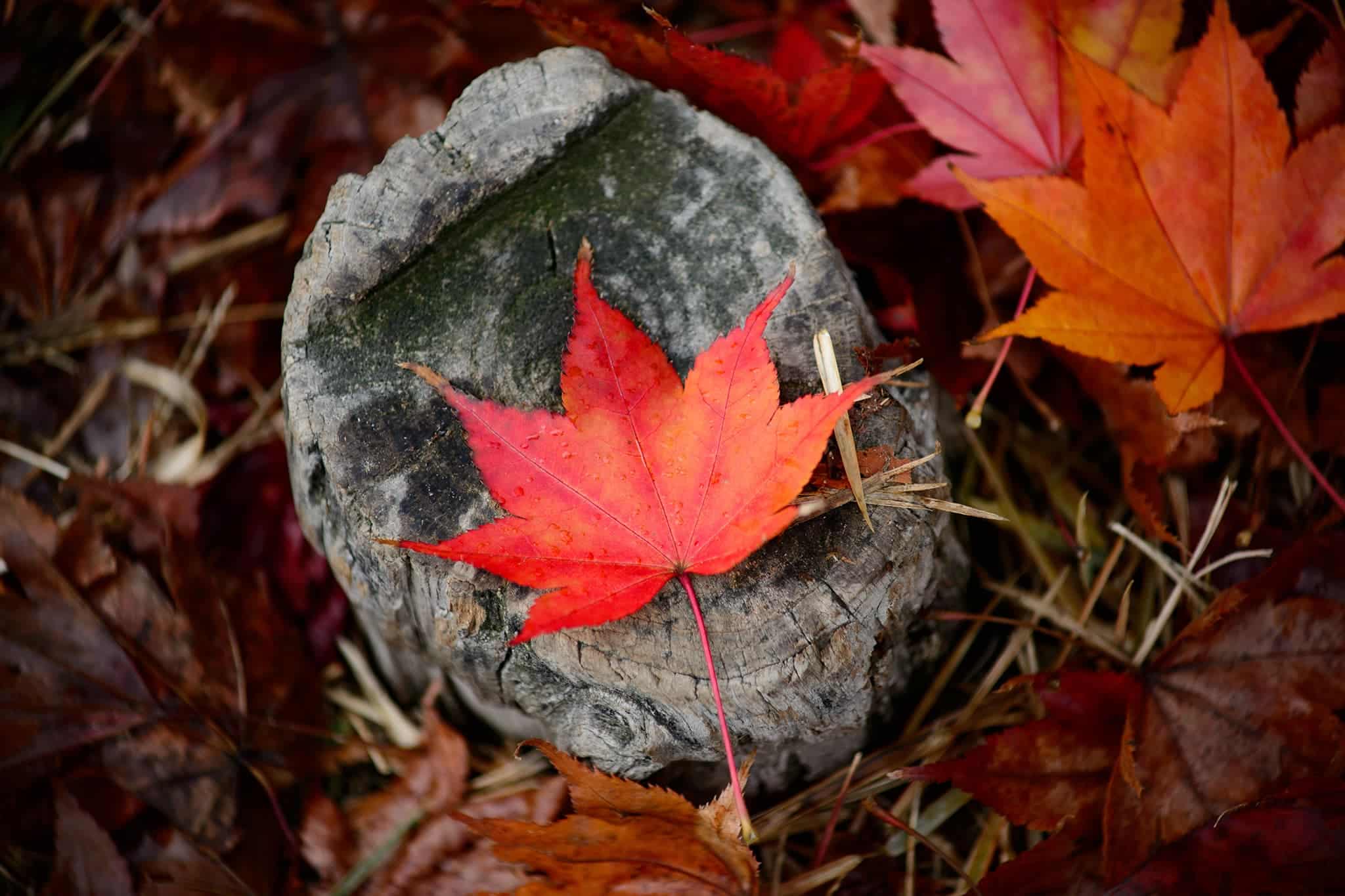 folha-maple-bordo