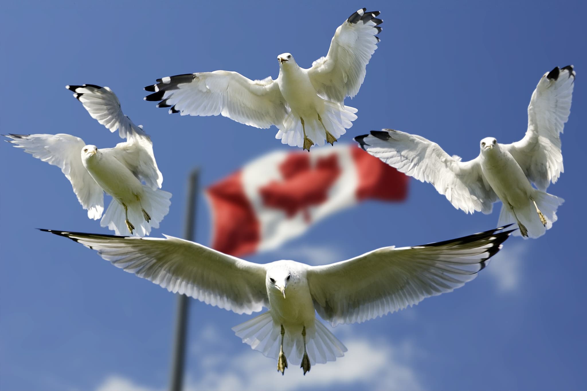 imigracao-canada